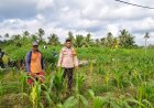 POLSEK TEBING TINGGI BARAT LAKUKAN PEMBINAAN PETANI DESA PADANG KAMAL. 